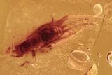Detailed Fossil Cricket (Gryllidae) In Baltic Amber #292502-1